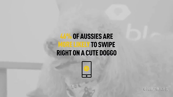 澳大利亚流浪狗救助组织情人节营销活动 约会照片